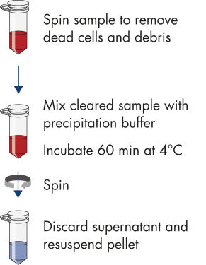 Exosome isolation workflow.